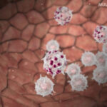 Animation der Blutbahn und Immunzellen mit Wirkstoff